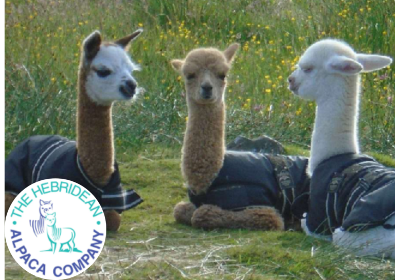 Three Alpaca sitting on the grass